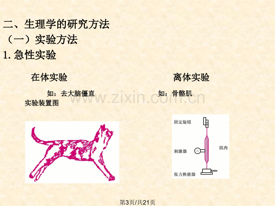 人体生理学.pptx_第3页