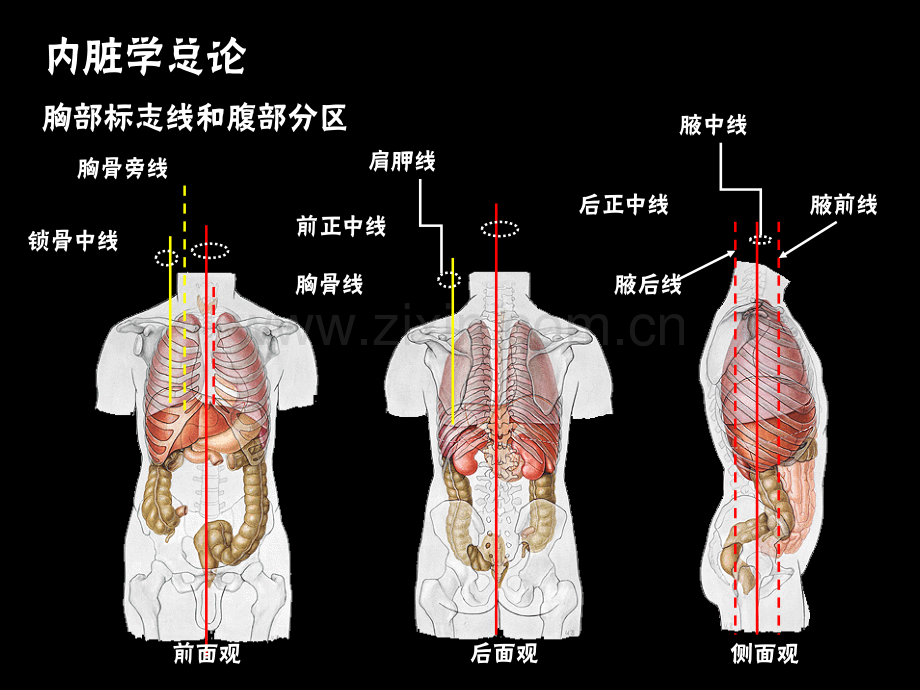 unit系统解剖学.pptx_第3页