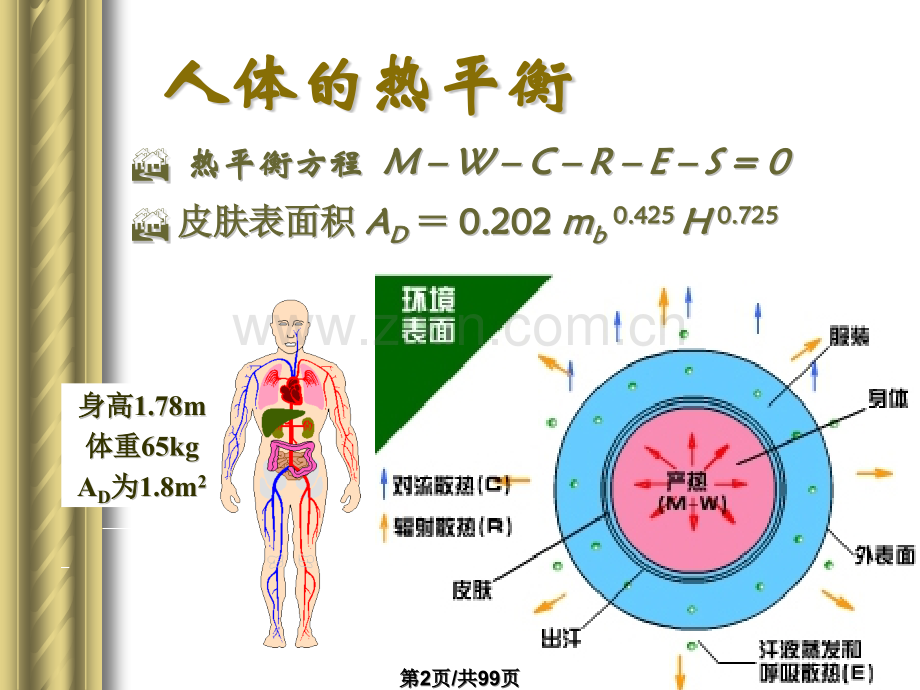 人体反应.pptx_第2页