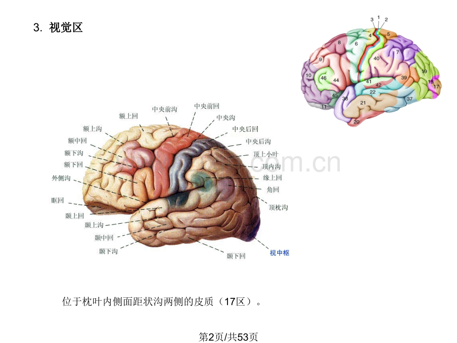 大脑皮层2.pptx_第2页