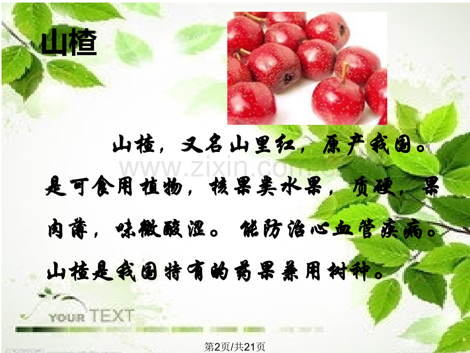 山楂贮藏加工.pptx_第2页