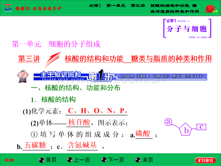 必修1------核酸的结构和功能--糖类与脂质的种类和作用.pptx_第1页