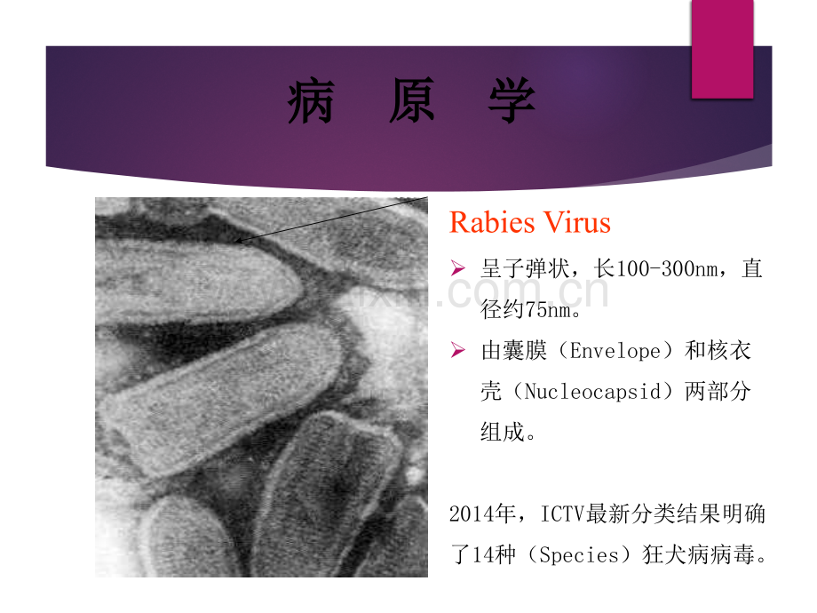 狂犬病暴露预防处置工作规范版.pptx_第3页