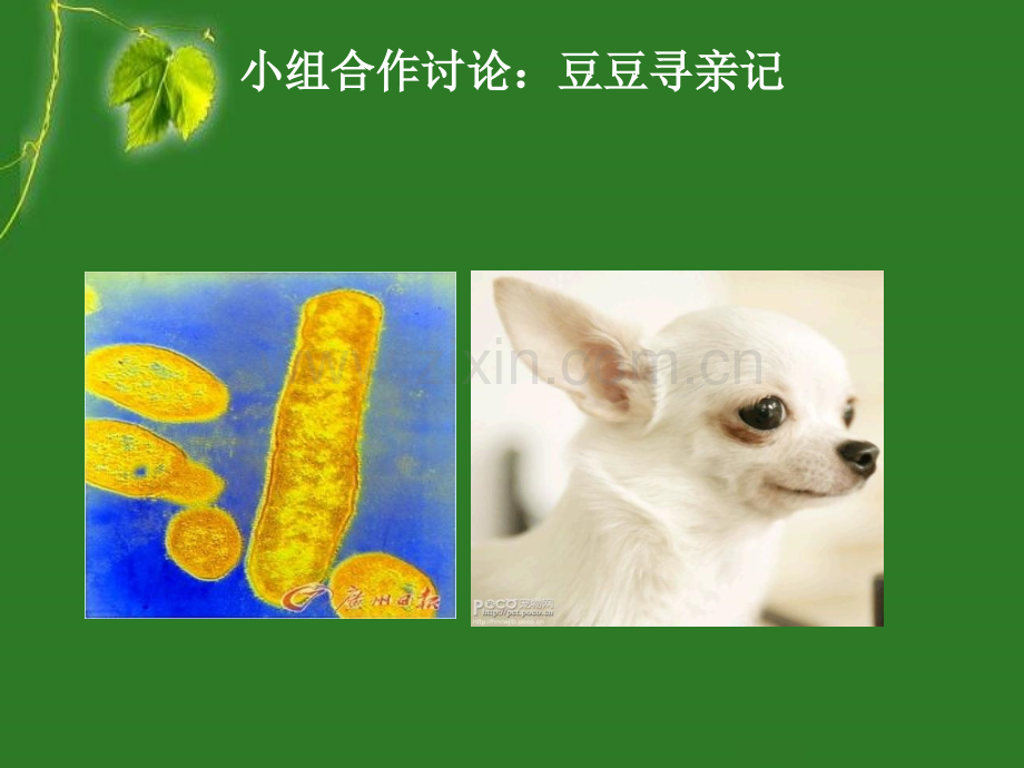 八年级生物上册从种到界.pptx_第3页