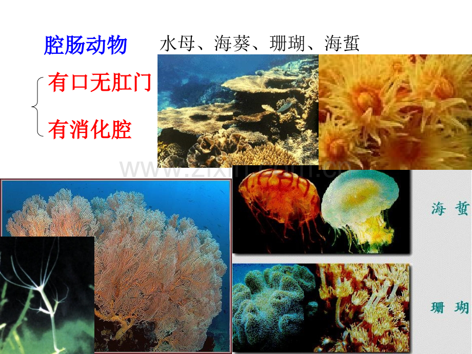 大班科学水里的动物.pptx_第3页