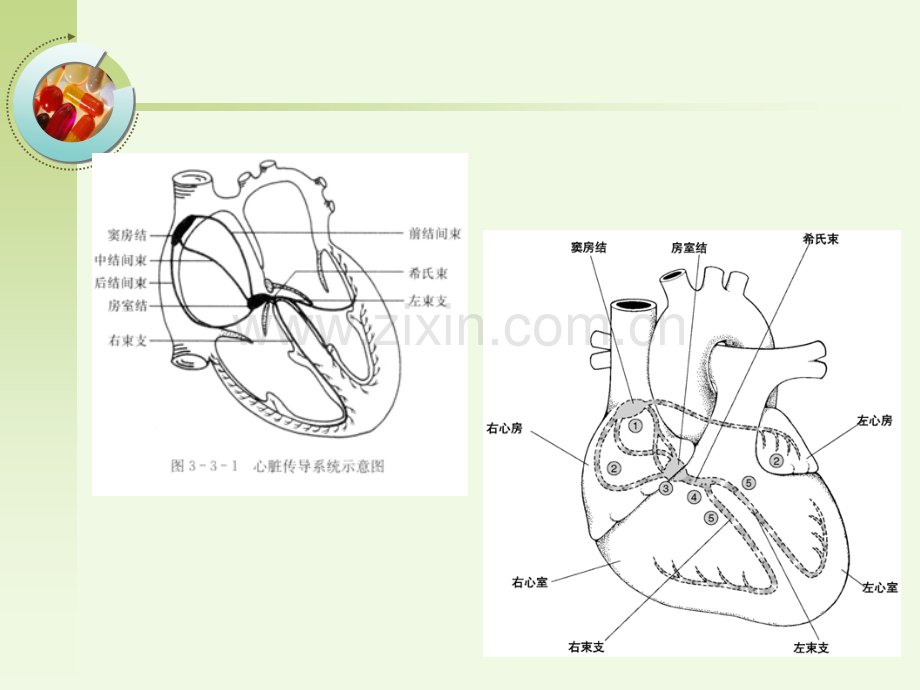 危险性心律失常的急救与护理新.pptx_第3页