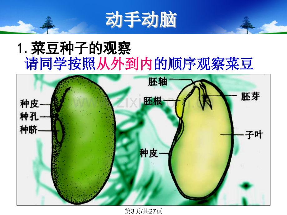 八年级生物311种子萌发的过程.pptx_第3页