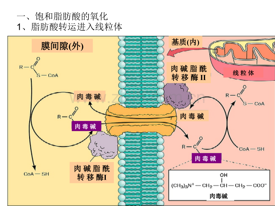 生化专题脂代谢.pptx_第2页