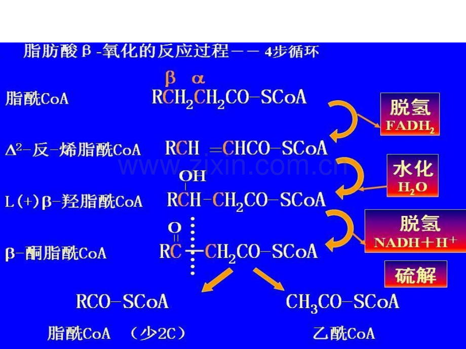 生化专题脂代谢.pptx_第3页