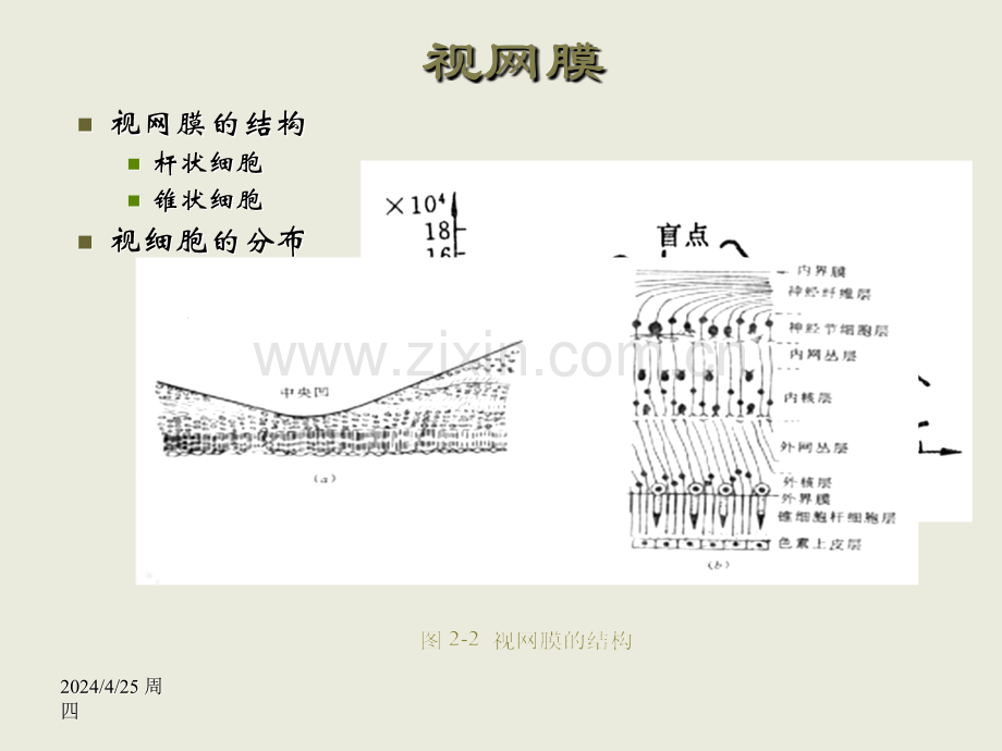 人眼的视觉特性与图像探测.pptx_第2页