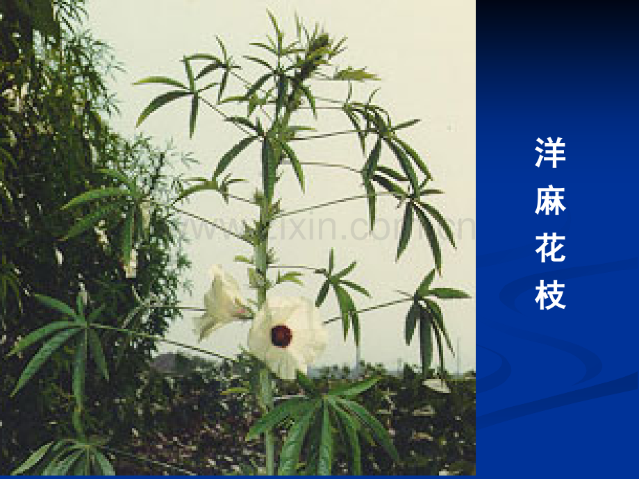 被子植物分科.pptx_第3页