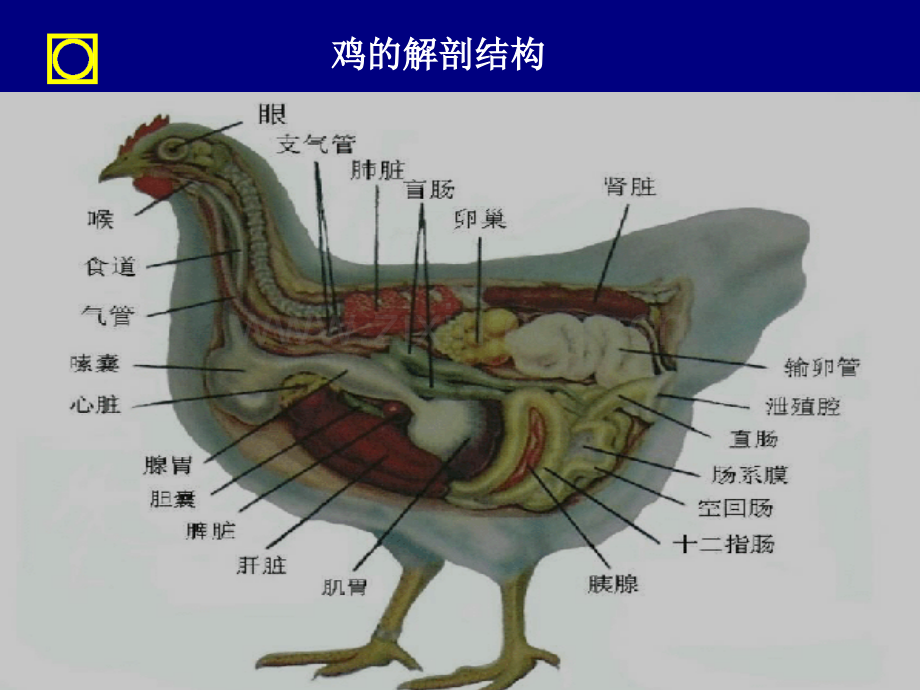 正大蛋鸡知识培训ppt.pptx_第3页