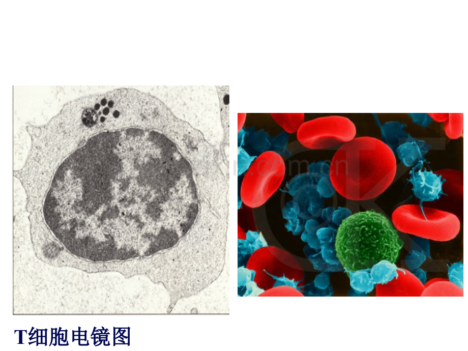 T淋巴细胞-1.pptx_第2页