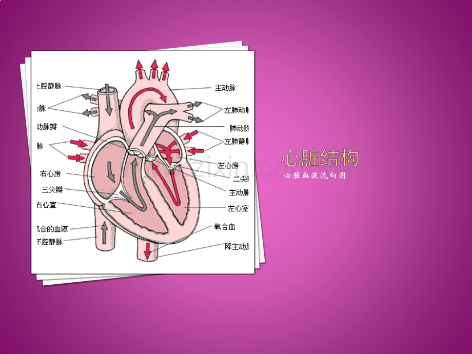 慢性心肌缺血综合症的护理.pptx_第2页