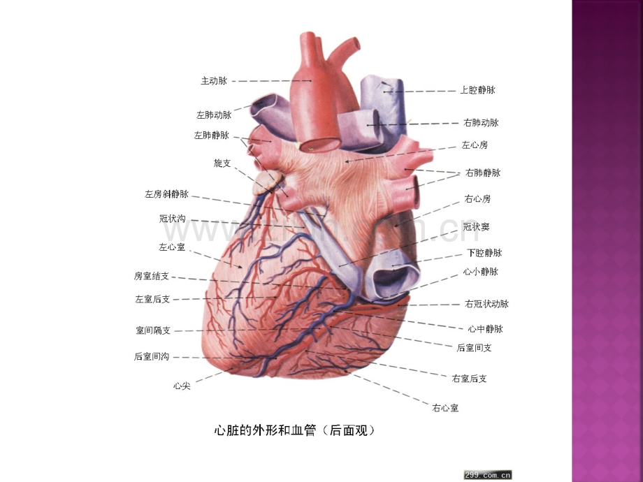 慢性心肌缺血综合症的护理.pptx_第3页