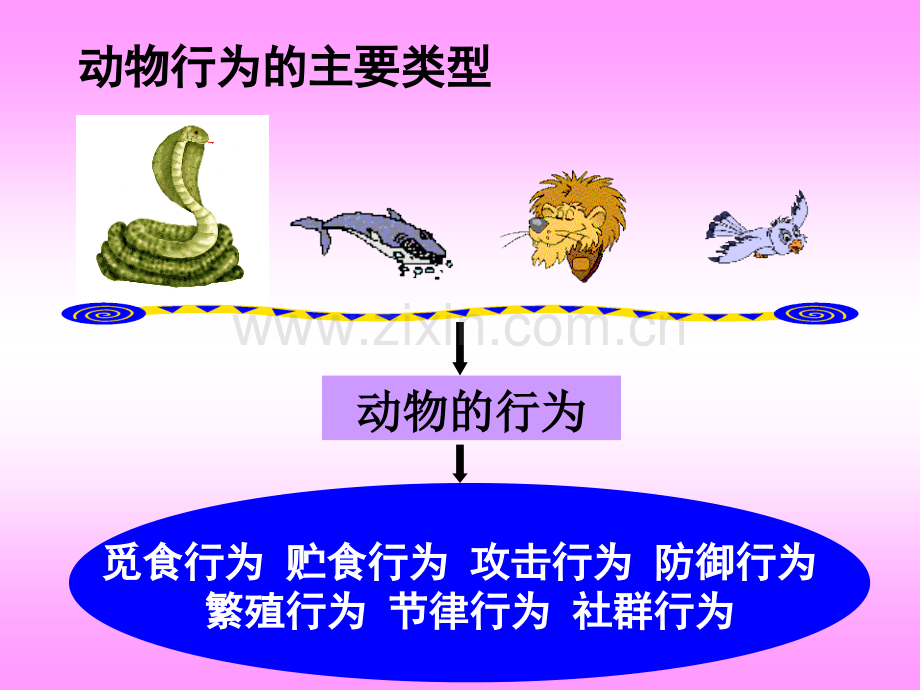 八年级生物动物行为的主要类型.pptx_第3页