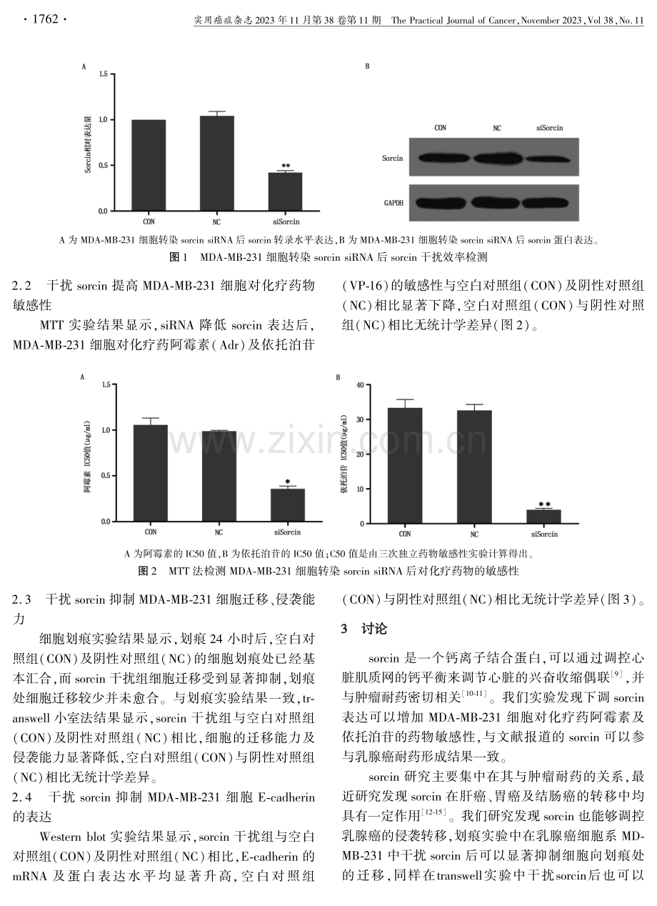 干扰sorcin抑制乳腺癌细胞的侵袭转移.pdf_第3页