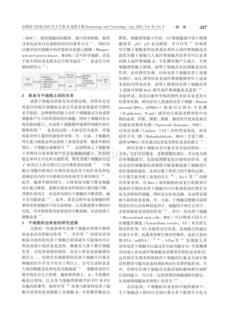 干细胞防治衰老的研究进展.pdf_第2页