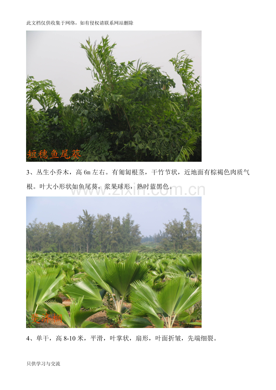 海南省常用园林植物参考讲课教案.doc_第2页