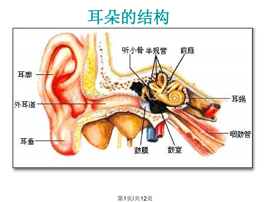 七年级生物耳和听觉2.pptx_第1页