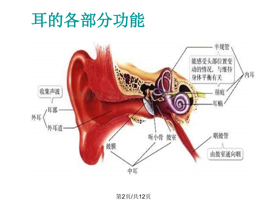 七年级生物耳和听觉2.pptx_第2页