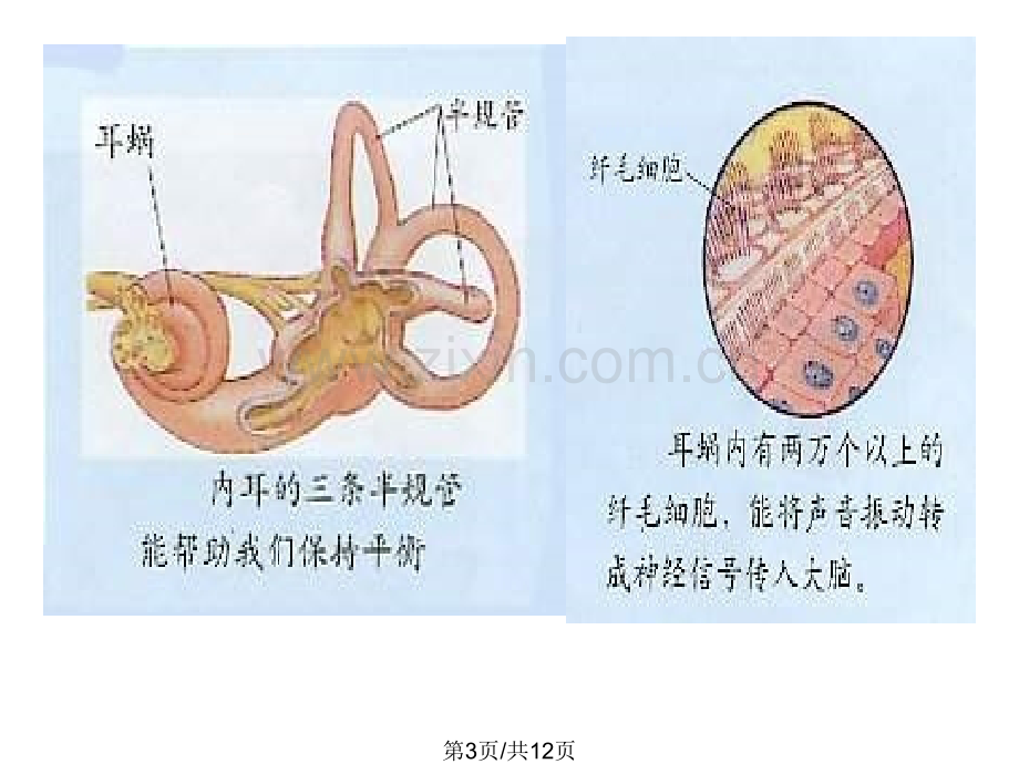 七年级生物耳和听觉2.pptx_第3页