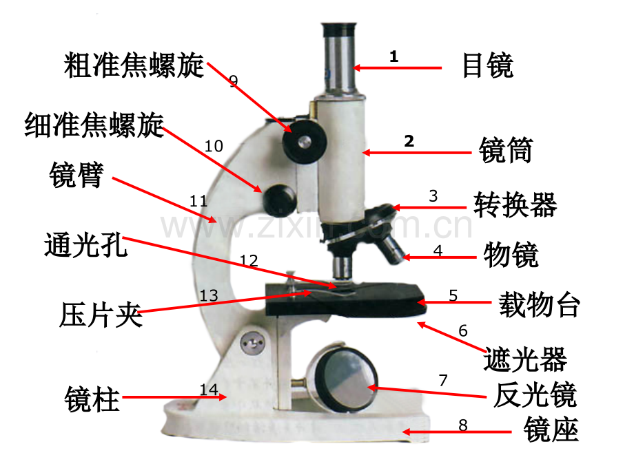 显微镜结构图及使用方法.pptx_第2页