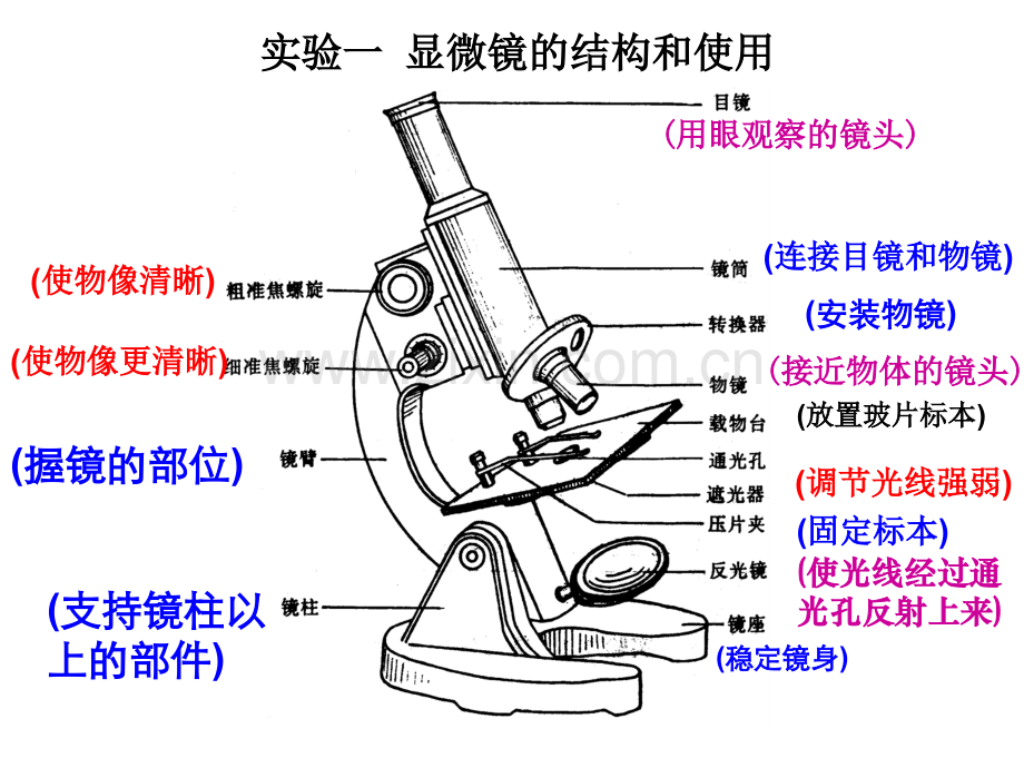 显微镜结构图及使用方法.pptx_第3页