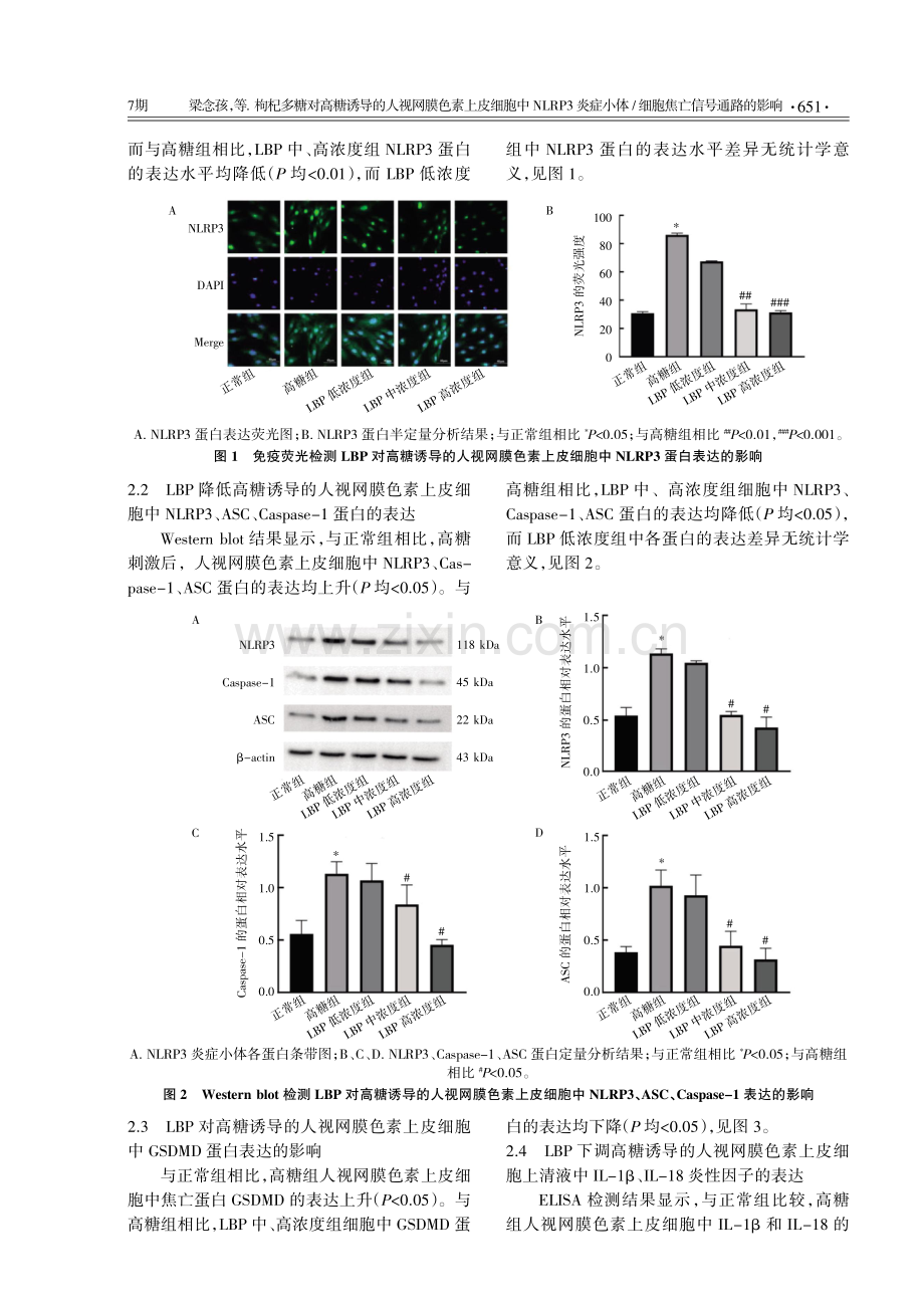 枸杞多糖对高糖诱导的人视网膜色素上皮细胞中NLRP3炎症小体_细胞焦亡信号通路的影响.pdf_第3页