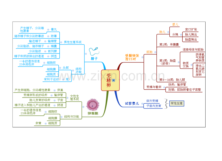 浙教版科学七年级下册第1章-代代相传的生命整章思维导图资料讲解.doc_第2页