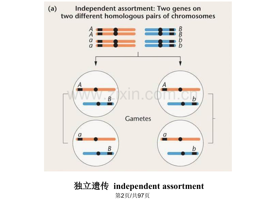 第4章-连锁遗传与性连锁.ppt_第2页