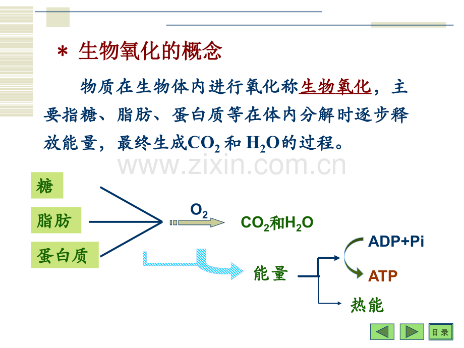 生化课件6生物氧化.pptx_第2页