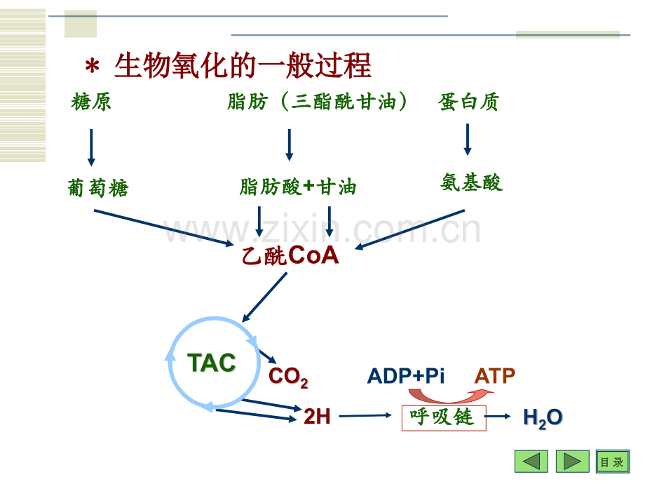 生化课件6生物氧化.pptx_第3页