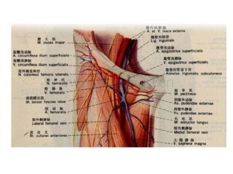 浅谈股神经卡压综合症.pptx_第2页