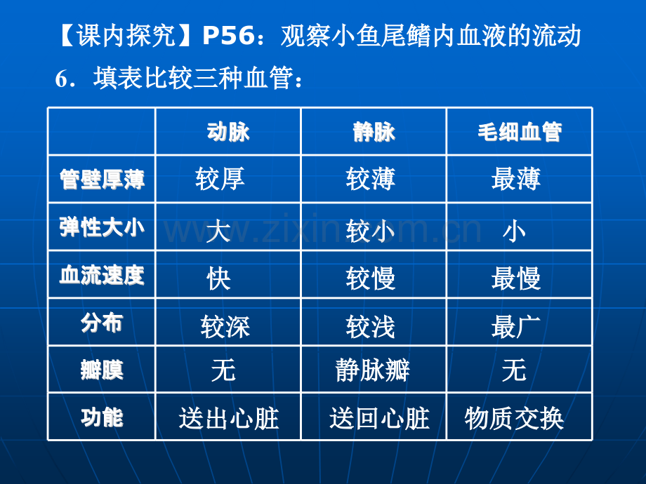 人教版生物七年级下册血管.pptx_第3页