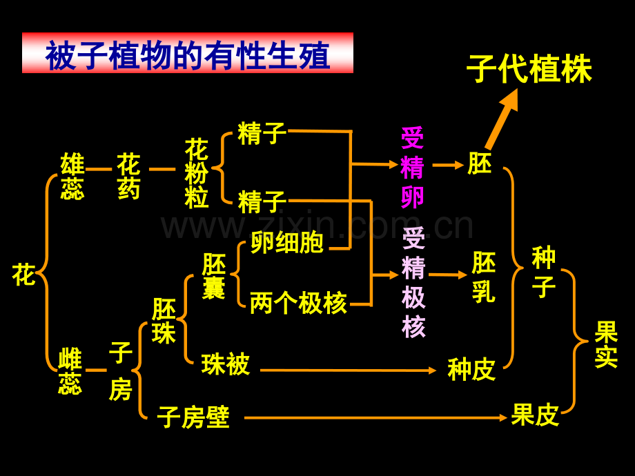 被子植物个体发育.pptx_第2页