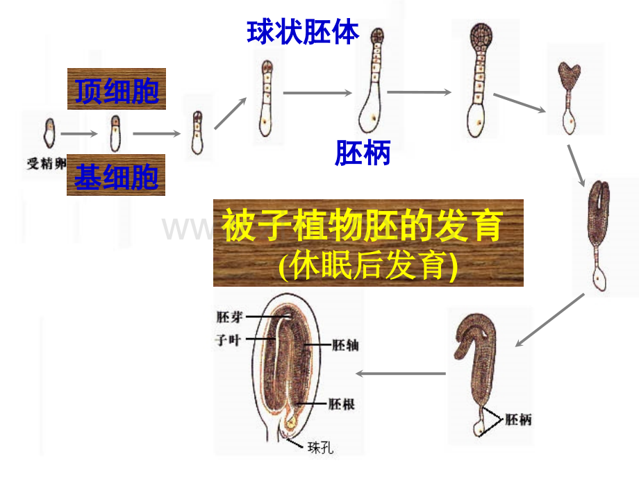 被子植物个体发育.pptx_第3页