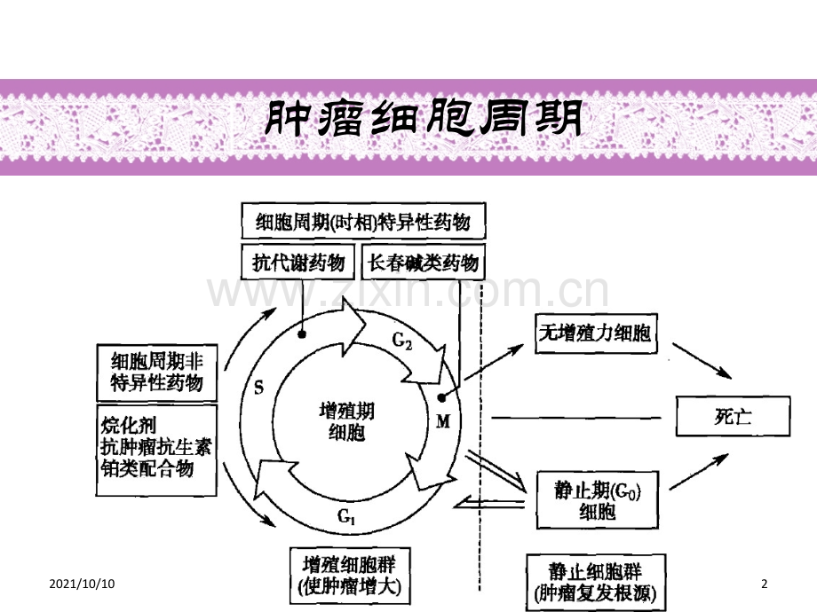 常见化疗药物顺序.ppt_第2页