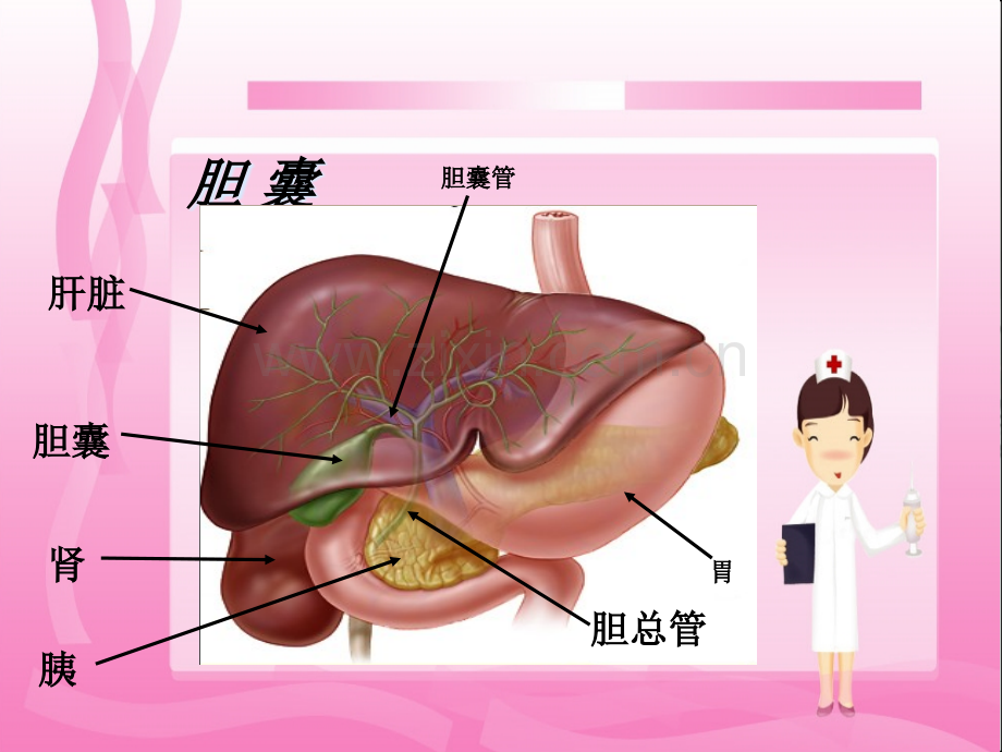 胆管结石术后护理查房.pptx_第3页