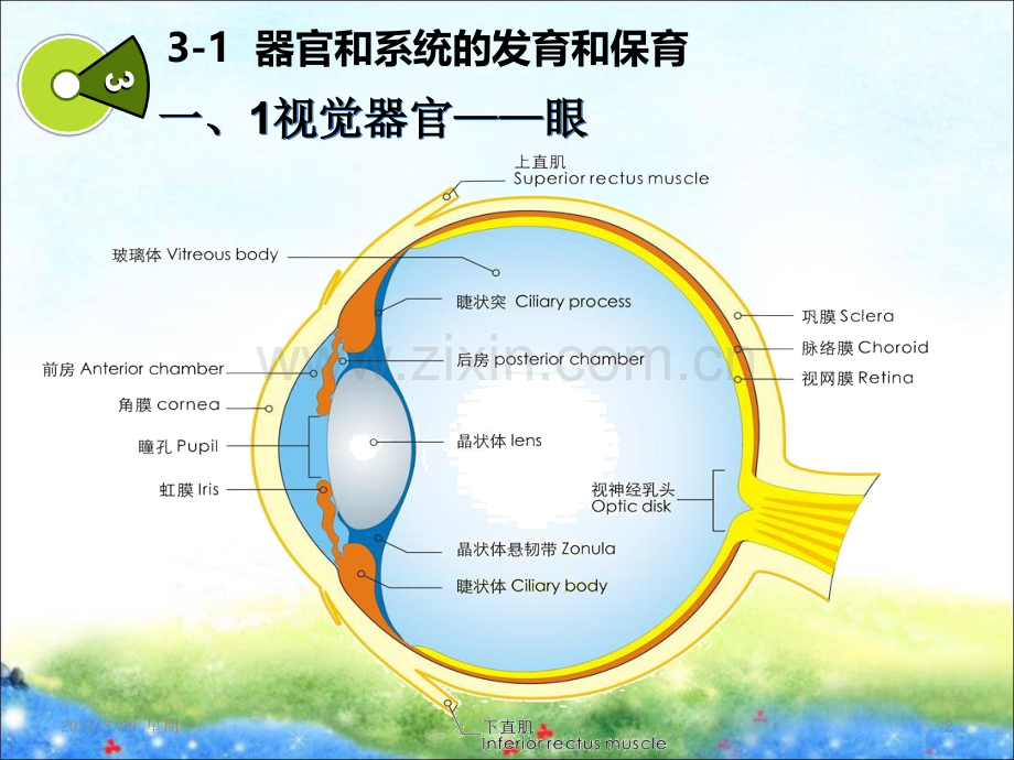 第二章(3)学前儿童器官和系统的发育和保育.ppt_第2页