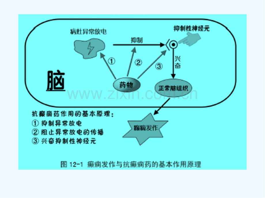 抗癫痫药及抗惊厥药.pptx_第3页