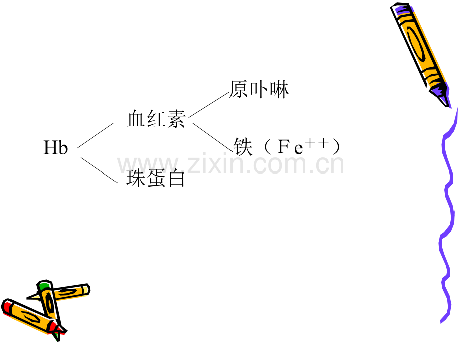 内科学课件缺铁性贫血.ppt_第2页