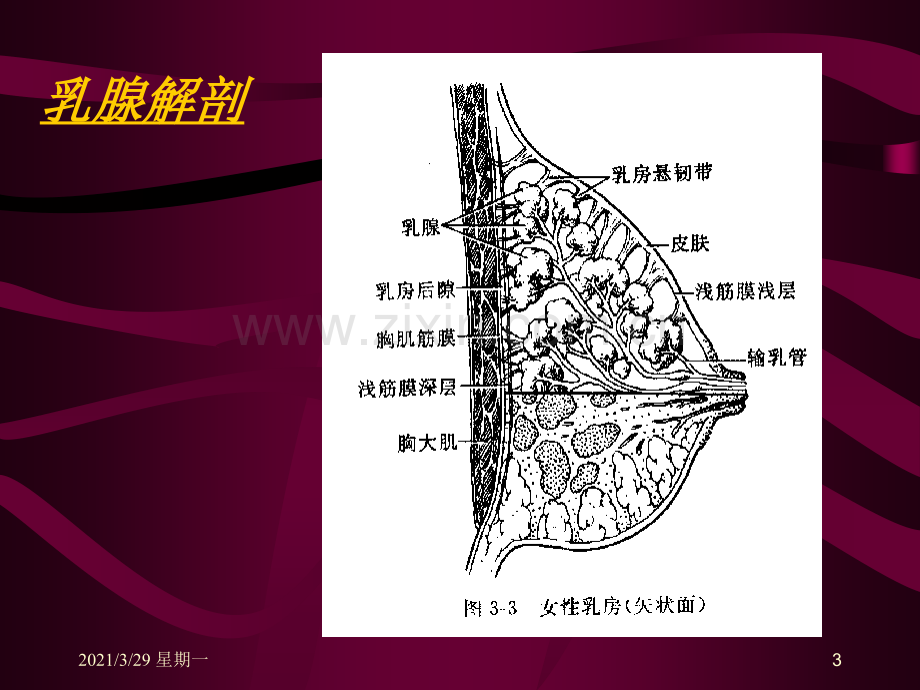 乳腺影像学诊断.ppt_第3页