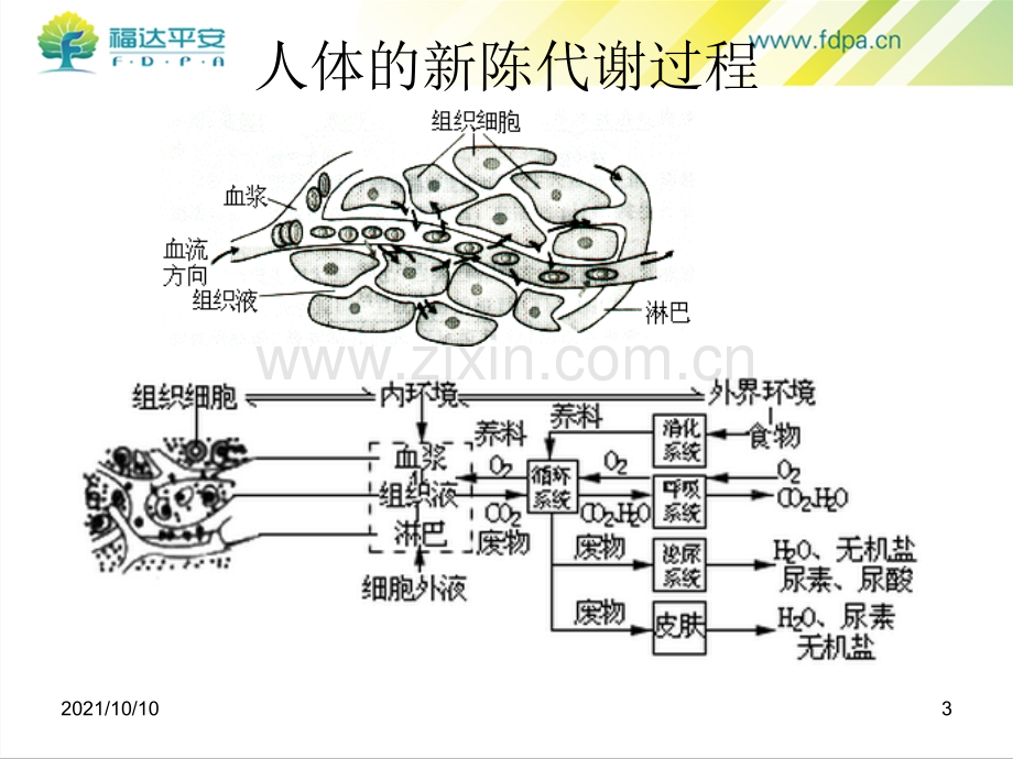 福达平FDP(1-6二磷酸果糖)+辅酶Q10——福达平安.ppt_第3页