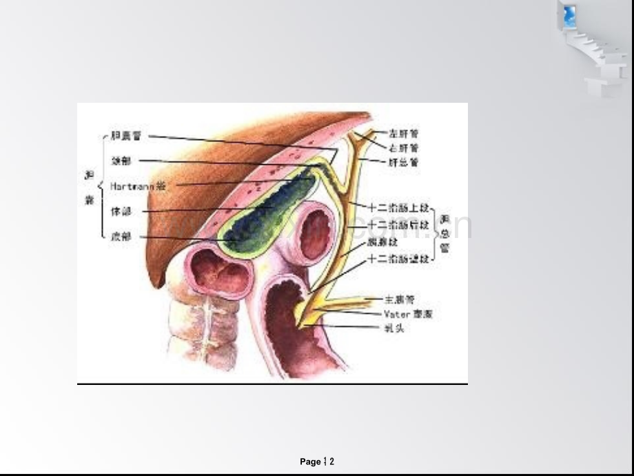 肝内外胆管结石护理查房.ppt_第2页