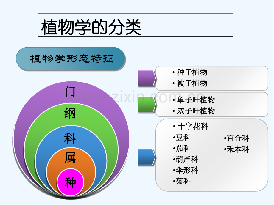 蔬菜基础知识-蔬菜分类-PPT.ppt_第3页