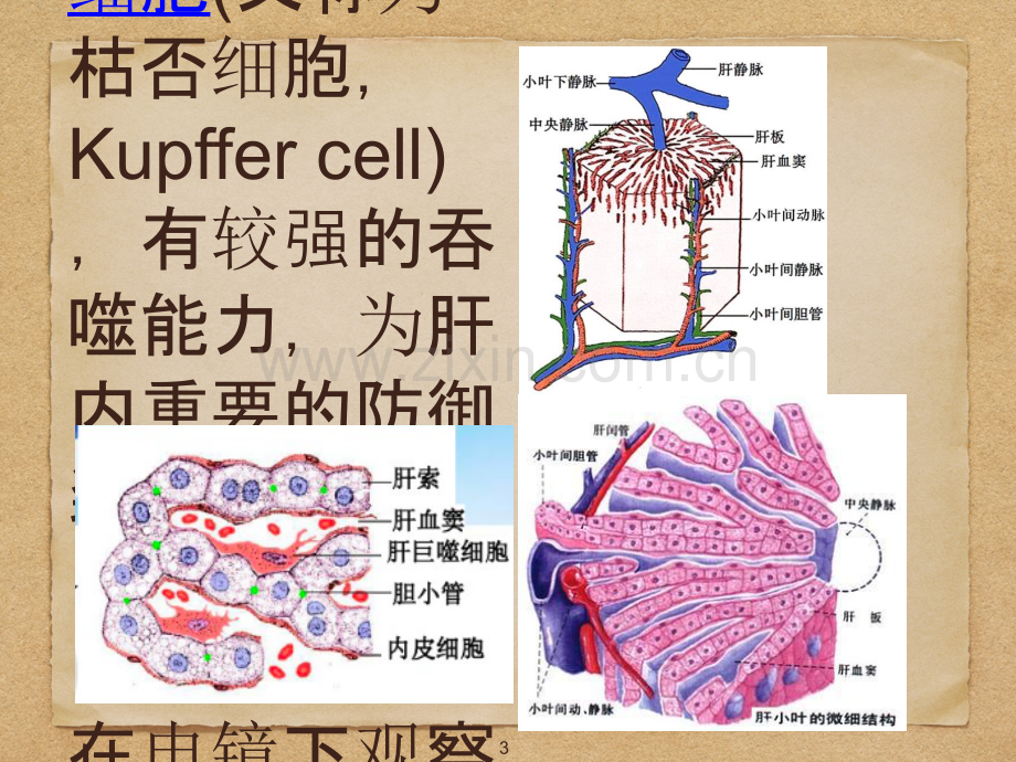 肝窦阻塞综合征.ppt_第3页