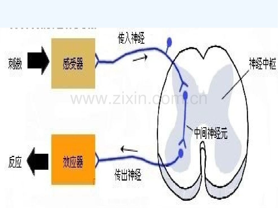 第三章反应时间心理学课件-PPT.pptx_第3页