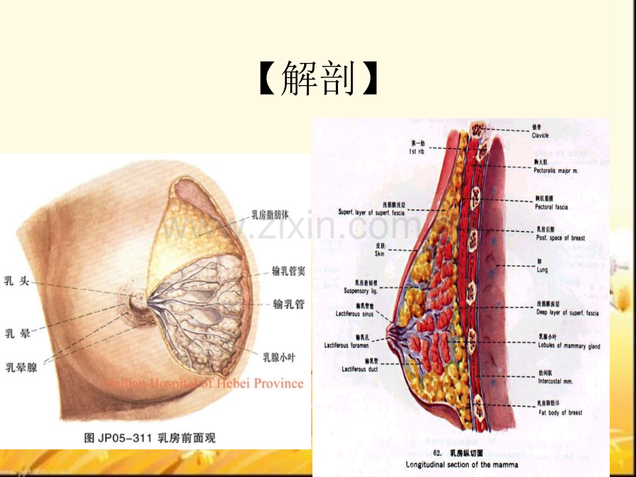 科内业务学习乳腺癌病人的护理.pptx_第3页