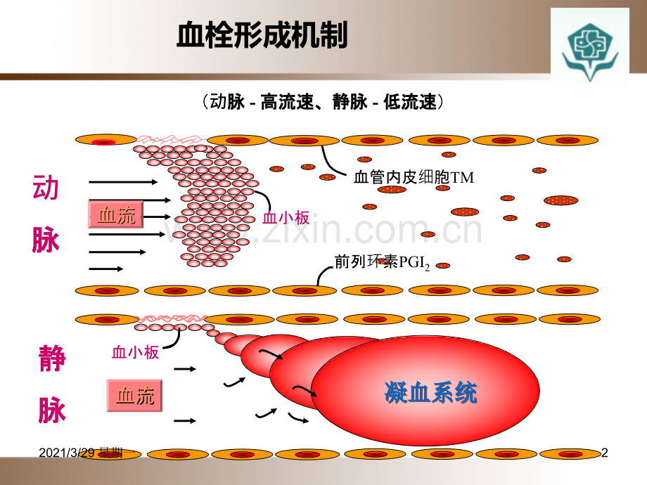 ICU抗凝药物合理应用.ppt_第2页